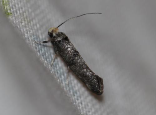 Paraswammerdamia nebulella